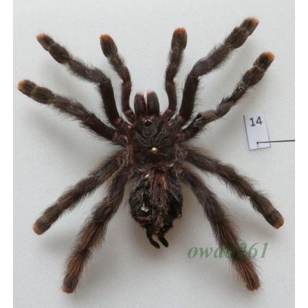 Spider ex. ovo +80mm14